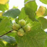 Na uvoz lešnika potrošimo oko devet miliona dolara 1