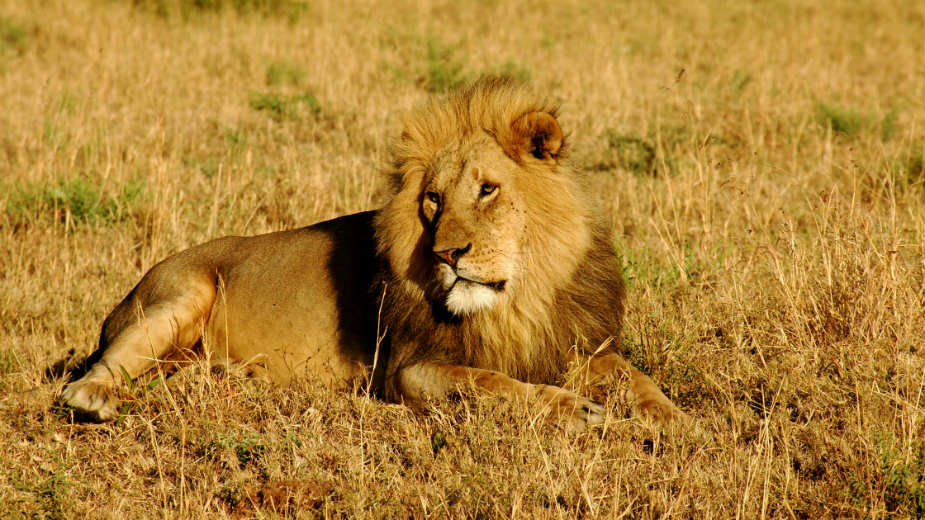 Južnoafrička Republika dozvolila izvoz 800 skeleta lavova 1