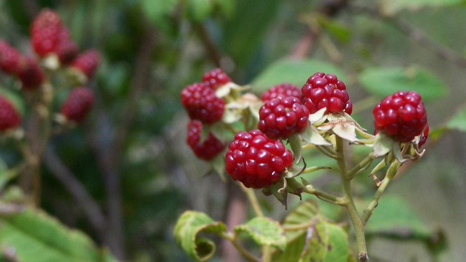 Štrajk malinara, najavljuju radikalizaciju protesta 1