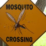 Supstance za suzbijanje komaraca neškodljive za ljude 15
