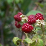 Nova berba, stari problemi 8