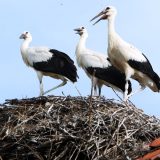 Slede dani taraških roda 2