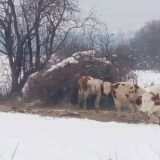 Nega i ishrana bremenitih krava 11