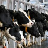 Poreske olakšice ključ za razvoj agrara 1