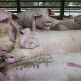 Zrenjanin spreman za farmu svinja 10