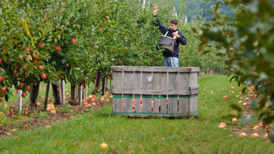 Rano voće i povrće alternativa samo uz veća ulaganja 1 Rano voće i povrće alternativa samo uz veća ulaganja 1