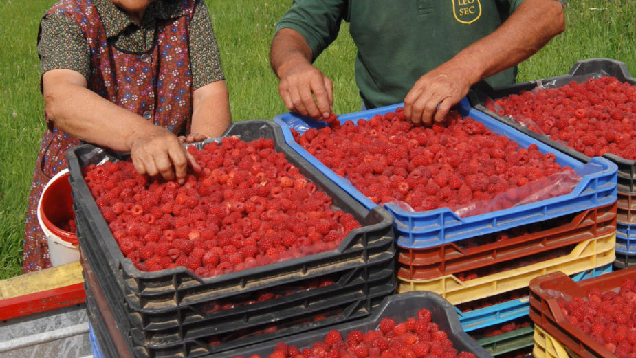 Rešenje je udruživanje malih proizvođača u zadruge 1