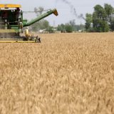 Prinos manji, rod kvalitetniji 3