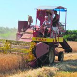 Hlebnog žita dovoljno za potrebe domaćeg tržišta 2