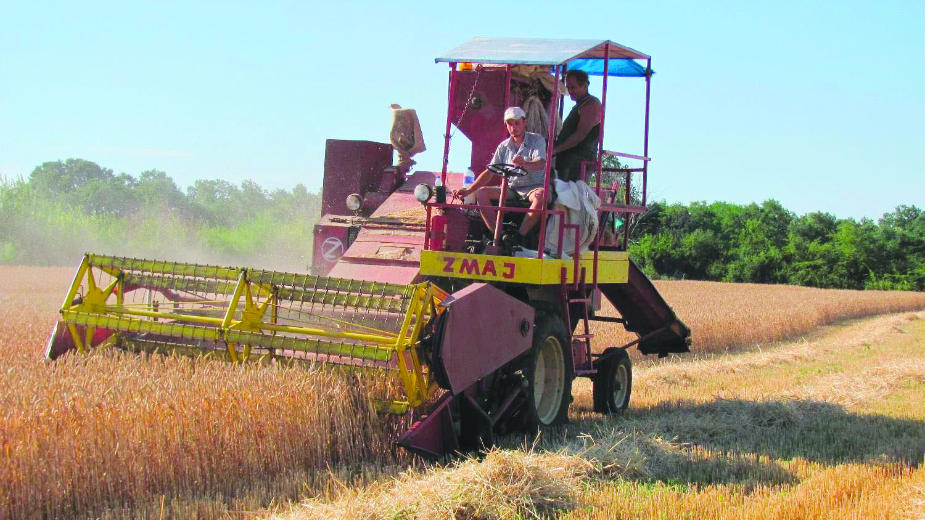 Hlebnog žita dovoljno za potrebe domaćeg tržišta 1