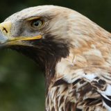 Spaseno gnezdo orla krstaša 15