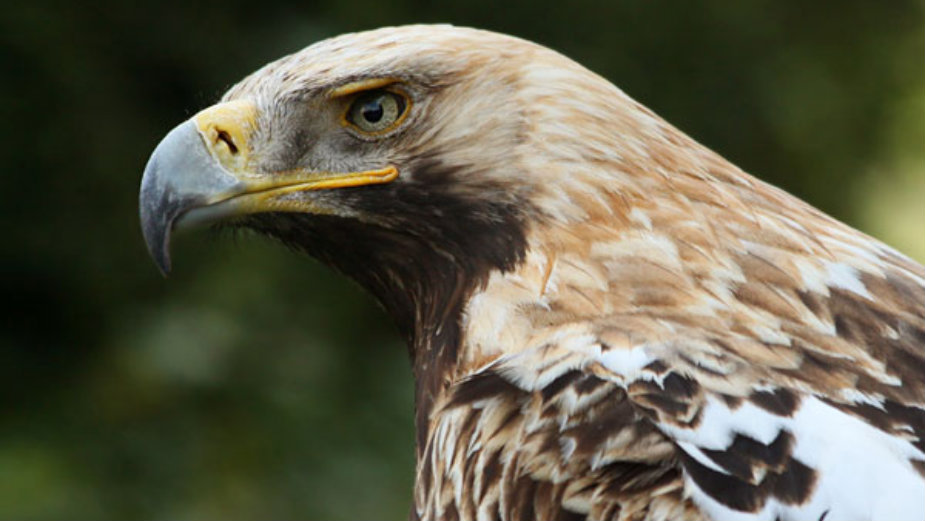 Spaseno gnezdo orla krstaša 1