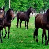 Naučni skup o konjarstvu 12