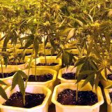 Akcija Ares: Uhapšeno još 213 osoba 3