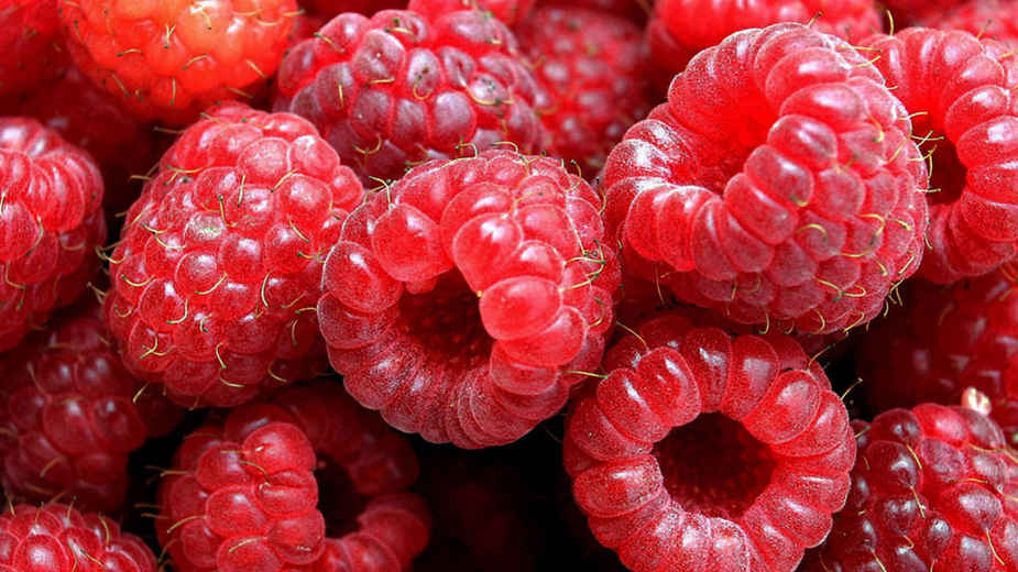 Malinari odustali od štrajka 1 Malinari odustali od štrajka 1