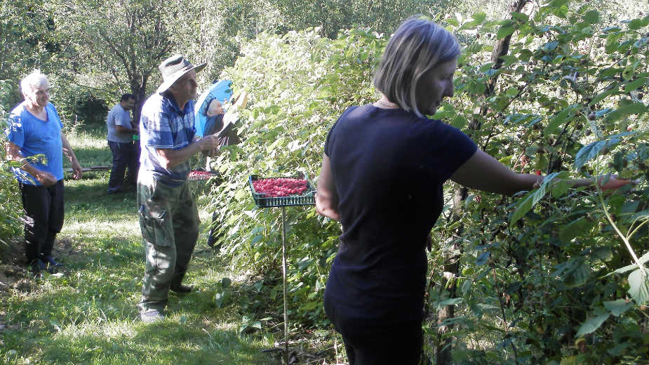 Loše vreme umanjilo prinose 1