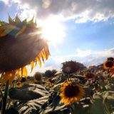 Novi tropski talas naredne sedmice 6