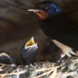 Laste najviše vole Padej 6