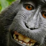 Fotograf na ivici bankrota zbog selfija majmuna 11