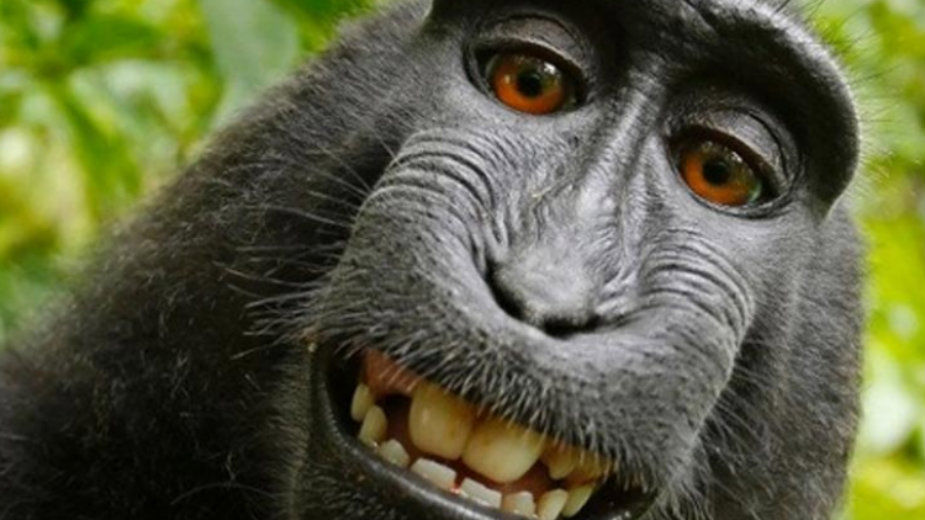 Fotograf na ivici bankrota zbog selfija majmuna 1