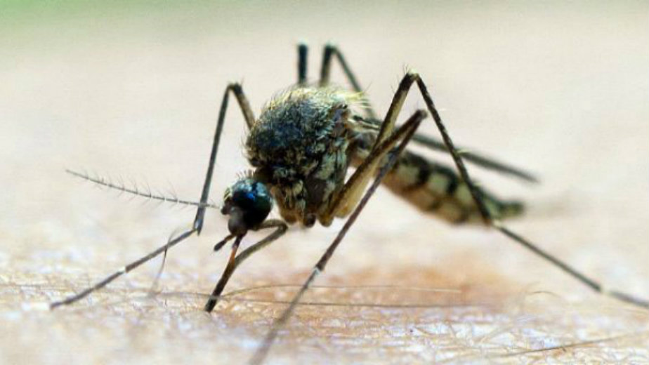 Istraživanje: Miris kože mami komarce 1
