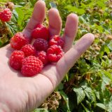 Asocijacija proizvođača malina i kupina: Protest 22. marta ako se ne reši problem otkupnih cena 12