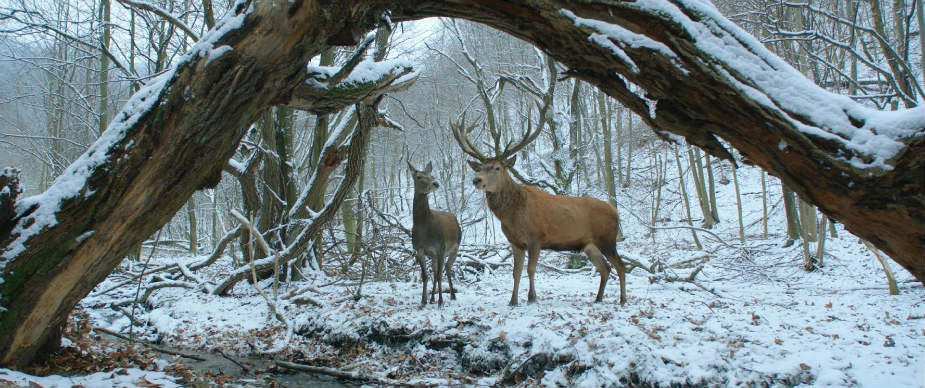 Filmski vodič od 13. do 19. jula 3 Filmski vodič od 13. do 19. jula 3