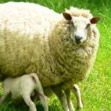 Ishrana jagnjadi u dojnom periodu 11