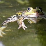 Zaplena 1.520 žaba krastača 4