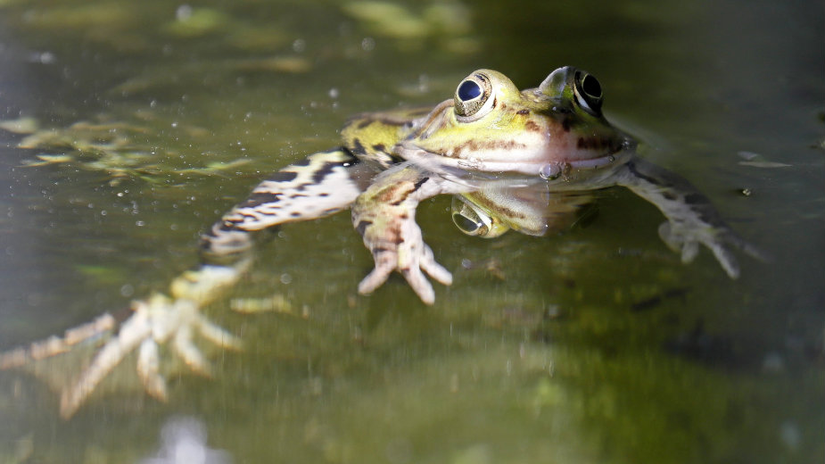 Zaplena 1.520 žaba krastača 1