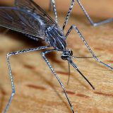 ZR: Suzbijanje komaraca samo jedna od mera 9