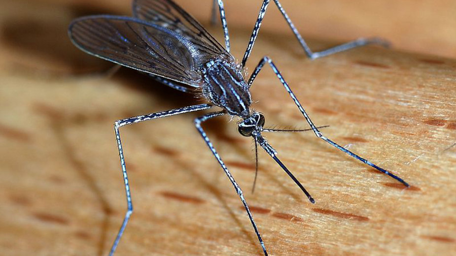 ZR: Suzbijanje komaraca samo jedna od mera 1