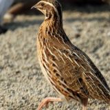 Šormaz negira navode o krivolovu u Osipaonici 4