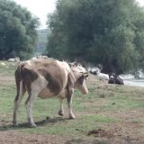 "Savremeni čoveče, stani, ovde je i vreme stalo" 13