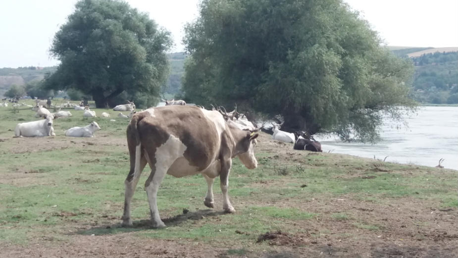 "Savremeni čoveče, stani, ovde je i vreme stalo" 1