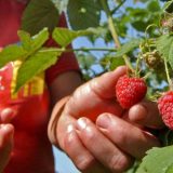 Kako sam kao sezonska radnica zaradila pare u Arilju 3