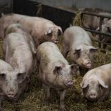 Tovljenici još pod zaštitom 1