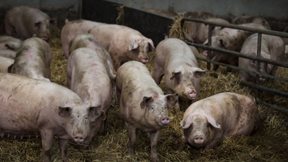 Tovljenici još pod zaštitom 1