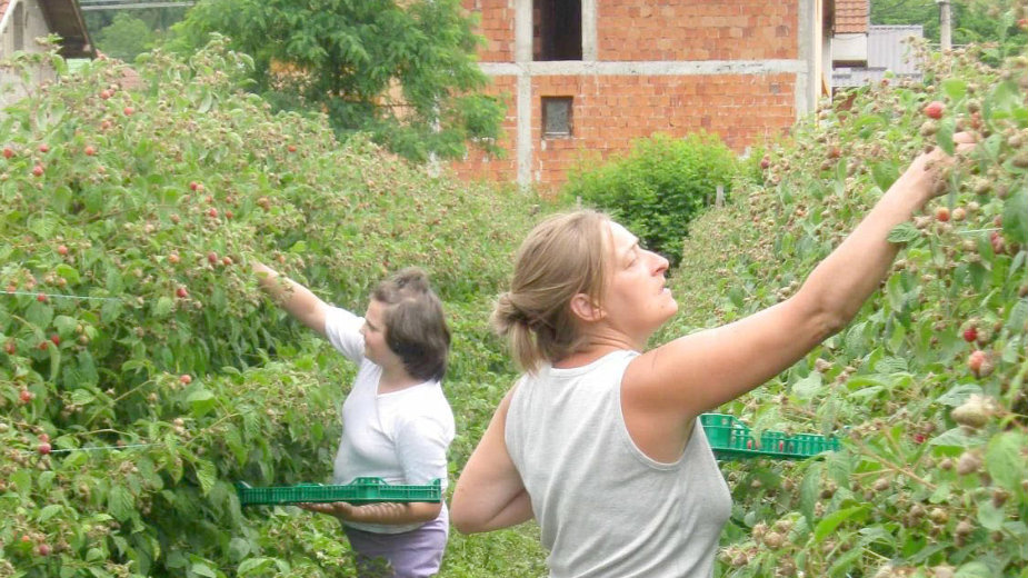 Novim zakonom do boljeg položaja sezonskih radnika 1