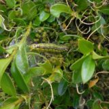 Na udaru štetočine parkovi, groblja, botaničke bašte... 2