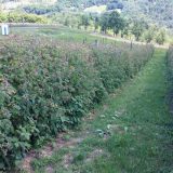 Proizvođači traže 220, otkupljivači nude od 125 do 167 dinara 2