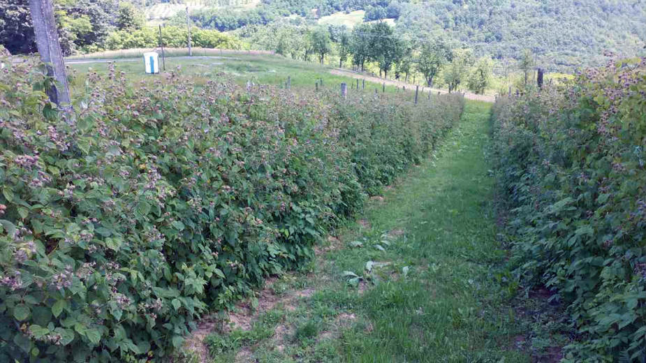 Proizvođači traže 220, otkupljivači nude od 125 do 167 dinara 1