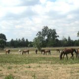Veterinarska inspekcija: Nismo bili obavešteni o oduzimanju konja u romskom naselju 6