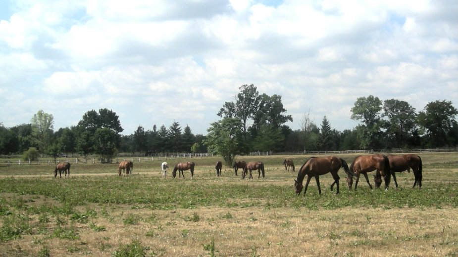 Veterinarska inspekcija: Nismo bili obavešteni o oduzimanju konja u romskom naselju 1