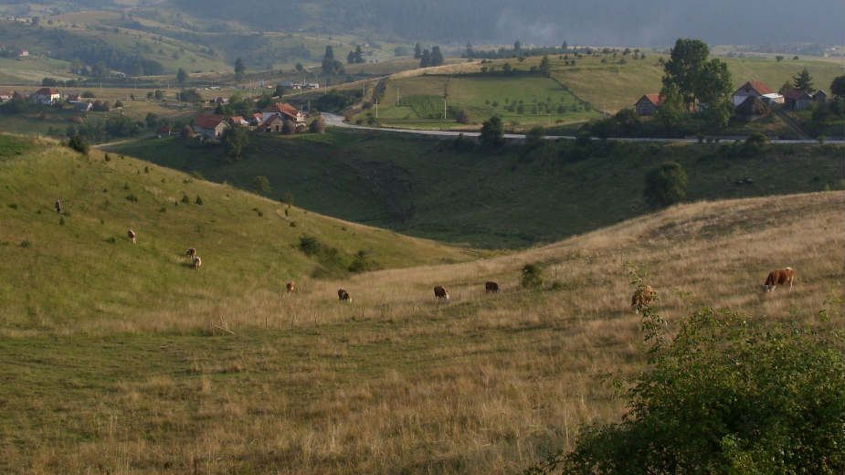 Ugroženo 3.000 grla stoke na Pešteru 1