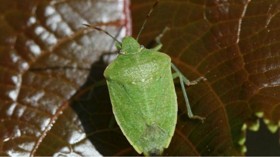 Kako se izboriti sa smrdibubama? 1