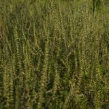 Za suzbijanje ambrozije 15 miliona dinara 4