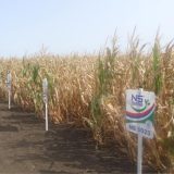 Dan polja na Zlatici 13