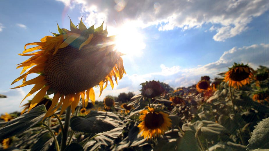 Vrućine do četvrtka - šta se savetuje tokom toplih dana? 2 Vrućine do četvrtka - šta se savetuje tokom toplih dana? 2
