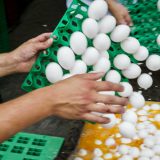 Traver: Nema opasnosti po zdravlje zbog kontaminiranih jaja 2